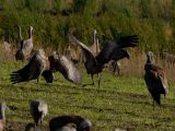 Sandhill Cranes Dancing I