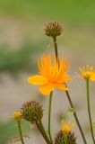 Alaskan Wildflowers