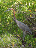 A goliath heron