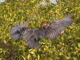 Approach for landing