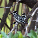 Two pied kingfishers