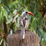 A red-billed hornbill