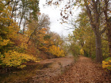 Canal full of leaves