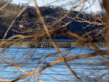 Dam 4 through the branches