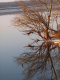 The heron