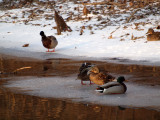 Mallards on he ice