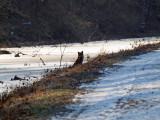 The fox makes its appearance