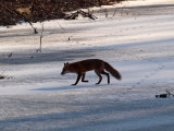 Running away after seeing me