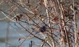 Bluebirds with a goldfinch