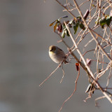 The goldfinch