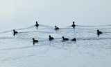 They look like coots