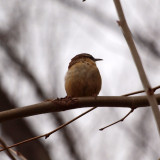 A very loud bird