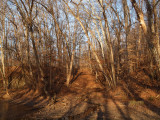Woods