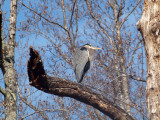 Up on the tree