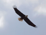 The bald eagle