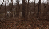 Burnside bridge through the trees