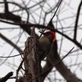 March 24th - Woodpecker (Red-bellied?)