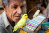 Fortune teller and his birds - Shiraz