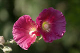 Hollyhock Duo 2