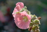 Hollyhock Glow