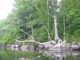 The Rope Swing at Manning