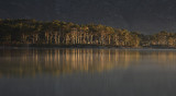 Caledonian Pine island on Loch Maree