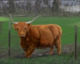 Scottish Highland Cattle 
