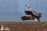 Adult Common Crane