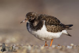 Immature Ruddy Turnstone in first winter plumage