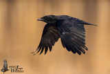 Adult Carrion Crow