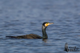 Adult Great Cormorant assuming breeding plumage