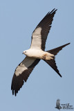 Adult Swallow-tailed Kite (ssp. <em>forficatus</em>)