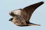 Gyr Falcon, Falco rusticolus. Jaktfalk