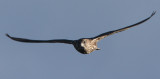 Gyr Falcon, Falco rusticolus. Jaktfalk