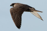 Gyr Falcon, Falco rusticolus. Jaktfalk