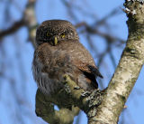 Pygmy Owl (Glaucidium passerinum)