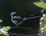 Long-tailed Tit (Aegithalos caudatus)