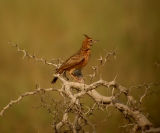 Crested ark (Galerida cristata)