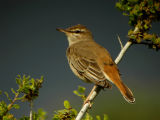 Rufous Bush Robin (Cercotrichas galoactotes)