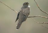 Gk	Cuculus canorus	Common Cuckoo 