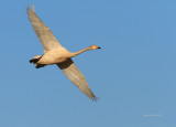 Sngsvan (Cygnus cygnus)