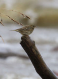 Rock Pipit Skärpiplärka (Anthus petrosus)
