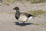 Pale-bellied Brent Goose  Ljusbukig prutgs  (Branta bernicla hrota)