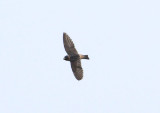 Cliff Swallow  Stensvala  (Petrochelidon pyrrhonota)