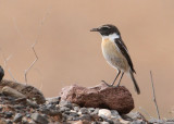 Canary Islands Chat  Kanariebuskskvtta  (Saxicola dacotiae)