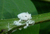 Metcalfa pruinosa; Citrus Flatid Planthopper nymph