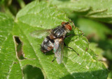 Winthemia Tachinid Fly species