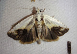 3098 - Eucosma giganteana; Giant Eucosma
