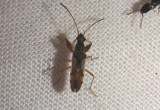 Neopamera bilobata; Dirt-colored Seed Bug species