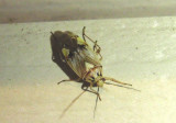 Lygus Plant Bug species
